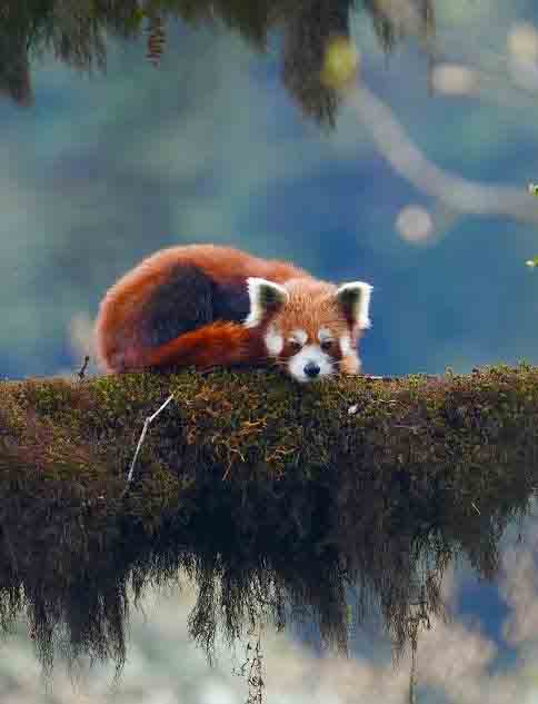 Red panda in Darjeeling forests